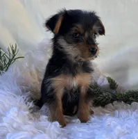 MR Pepsi, a male Yorkshire Terrier for sale in Rock Stream, NY – 3 of 10
