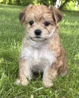Bradley , a male Morkie for sale in Rock Stream, NY – 7 of 10