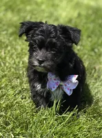 Zoey, a female Morkie for sale in Rock Stream, NY – 3 of 10