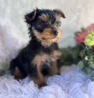 DR Pepper , a male Yorkshire Terrier for sale in Rock Stream, NY – 3 of 10