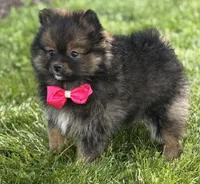 Muffin, a female Pomeranian for sale in Rock Stream, NY – 10 of 10