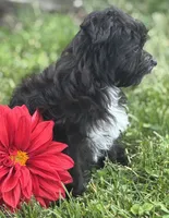 Zoey, a female Morkie for sale in Rock Stream, NY – 5 of 10