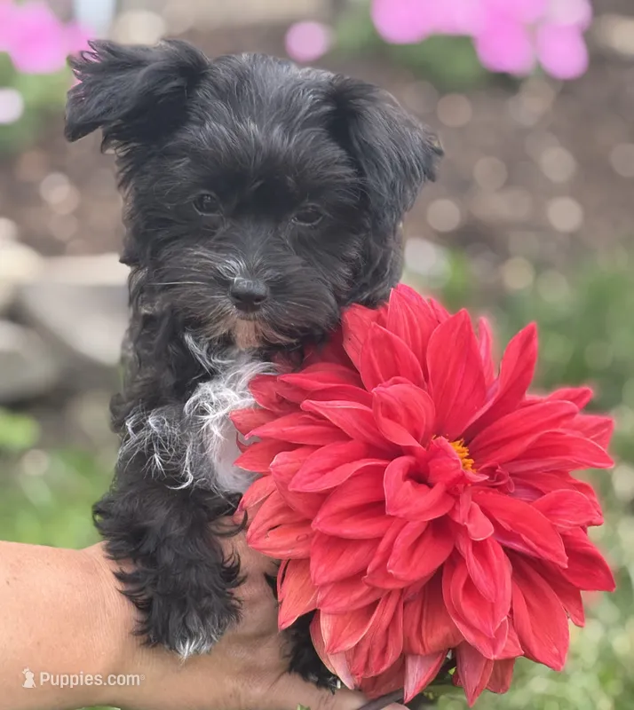Zoey – Morkie puppy for sale in Rock Stream, NY