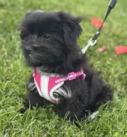 Miss Janie, a female Morkie for sale in Rock Stream, NY – 2 of 10