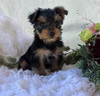 DR Pepper , a male Yorkshire Terrier for sale in Rock Stream, NY – 7 of 10