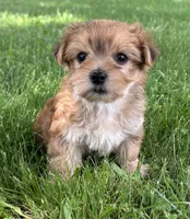 Brookie , a female Morkie for sale in Rock Stream, NY – 8 of 10