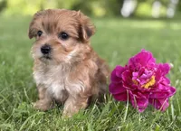 Brookie , a female Morkie for sale in Rock Stream, NY – 6 of 10
