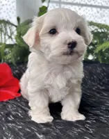 Allison , a female Maltese for sale in Rock Stream, NY – 7 of 10