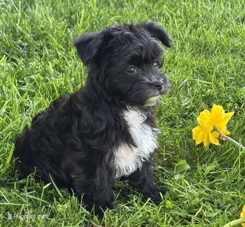 Zoey – Morkie puppy for sale in Rock Stream, NY