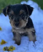 Miah, a female Yorkshire Terrier for sale in Rock Stream, NY – Photo 5 of 10