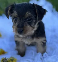 Miah, a female Yorkshire Terrier for sale in Rock Stream, NY – Photo 7 of 10