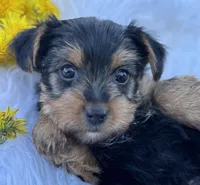 Miah, a female Yorkshire Terrier for sale in Rock Stream, NY – Photo 9 of 10