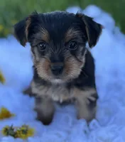 Miah, a female Yorkshire Terrier for sale in Rock Stream, NY – Photo 8 of 10