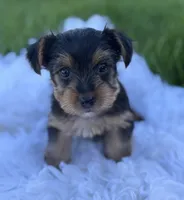 Miah, a female Yorkshire Terrier for sale in Rock Stream, NY – Photo 3 of 10