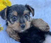 Miah, a female Yorkshire Terrier for sale in Rock Stream, NY – Photo 6 of 10