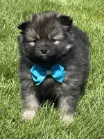 Mystery, a male Pomeranian for sale in Rock Stream, NY – 6 of 10