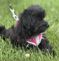 Miss Janie, a female Morkie for sale in Rock Stream, NY – 4 of 10
