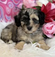 CLAIRE, a female Schnoodle for sale in Rock Stream, NY – Photo 1 of 10