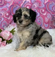 CLAIRE, a female Schnoodle for sale in Rock Stream, NY – Photo 4 of 10