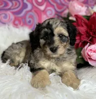 CLAIRE, a female Schnoodle for sale in Rock Stream, NY – Photo 10 of 10