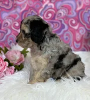CLAIRE, a female Schnoodle for sale in Rock Stream, NY – Photo 6 of 10