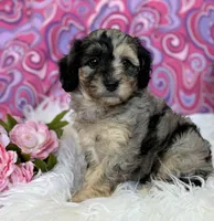 CLAIRE, a female Schnoodle for sale in Rock Stream, NY – Photo 5 of 10