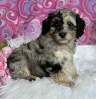 CLAIRE, a female Schnoodle for sale in Rock Stream, NY – Photo 2 of 10