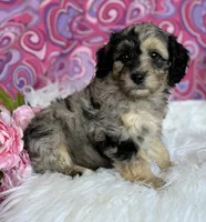 CLAIRE, a female Schnoodle for sale in Rock Stream, NY – Photo 3 of 10