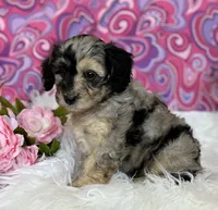 CLAIRE, a female Schnoodle for sale in Rock Stream, NY – Photo 7 of 10