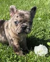 Coconut , a female Frenchton for sale in Rock Stream, NY – 7 of 10