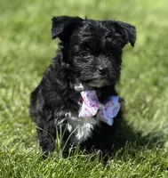 Zoey, a female Morkie for sale in Rock Stream, NY – 10 of 10