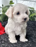 Allison , a female Maltese for sale in Rock Stream, NY – 8 of 10