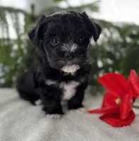 Jax, a male Morkie for sale in Rock Stream, NY – Photo 7 of 10