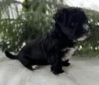 Jax, a male Morkie for sale in Rock Stream, NY – Photo 5 of 10