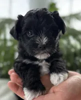 Jax, a male Morkie for sale in Rock Stream, NY – Photo 6 of 10