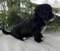 Jax, a male Morkie for sale in Rock Stream, NY – Photo 9 of 10