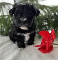 Jax, a male Morkie for sale in Rock Stream, NY – Photo 4 of 10