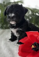 Jax, a male Morkie for sale in Rock Stream, NY – Photo 8 of 10