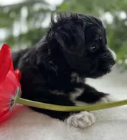 Jax, a male Morkie for sale in Rock Stream, NY – Photo 3 of 10