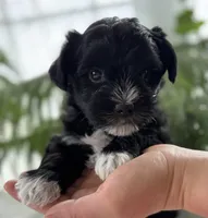 Jax, a male Morkie for sale in Rock Stream, NY – Photo 2 of 10