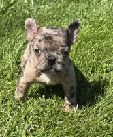 Coconut , a female Frenchton for sale in Rock Stream, NY – 5 of 10