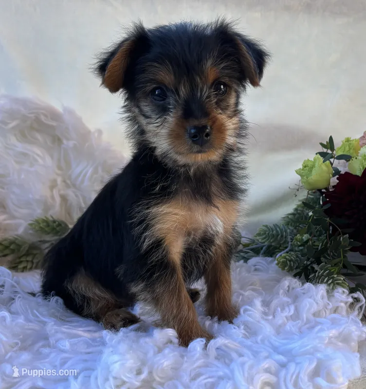 MR Pepsi, a male Yorkshire Terrier for sale in Rock Stream, NY – 1 of 10