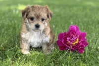 Bryce, a male Morkie for sale in Rock Stream, NY – 7 of 10