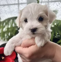 Allison, a female Maltese for sale in Rock Stream, NY – Photo 3 of 10