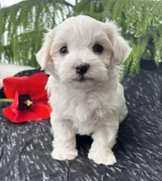 Allison, a female Maltese for sale in Rock Stream, NY – Photo 8 of 10
