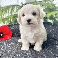 Allison, a female Maltese for sale in Rock Stream, NY – Photo 5 of 10
