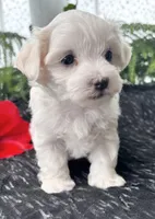 Allison, a female Maltese for sale in Rock Stream, NY – Photo 9 of 10