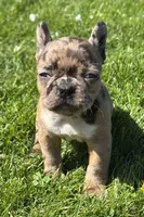 Cookie, a female Frenchton for sale in Rock Stream, NY – 9 of 10