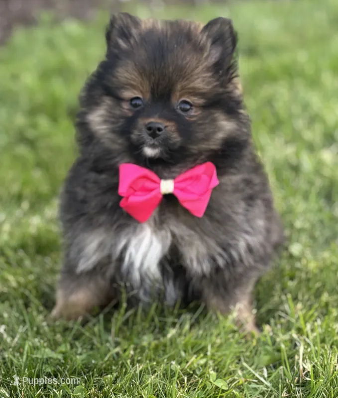 Muffin – Pomeranian puppy for sale in Rock Stream, NY