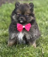 Muffin, a female Pomeranian for sale in Rock Stream, NY – 1 of 10
